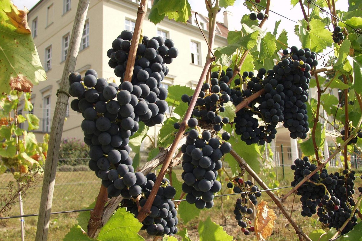 Schloss Rattey ist bekannt f&uuml;r das n&ouml;rdlichste Weinanbaugebiet Deutschlands // &copy; Park Hotel Schloss Rattey