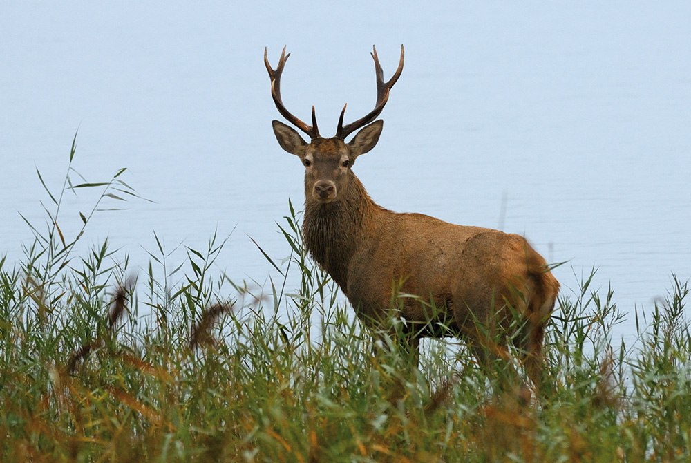 Edelhert 2018, © Nationalpark-Service Müritz Edelhert 2018, © Nationalpark-Service Müritz