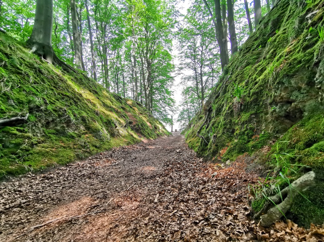 Naturschutzgebiet Granitz auf R&uuml;gen
Teufelsschlucht bei Binz // &copy; Biosph&auml;renreservat S&uuml;dost-R&uuml;gen