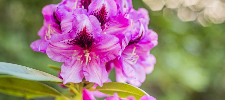 Rhododendronparkfest | Ein Fest f&uuml;r die Sinne: Bl&uuml;tenzauber, Kulturgenuss & Markttreiben. // &copy; Andr&eacute; Pristaff / Tourismus- und Kur GmbH Graal-M&uuml;ritz