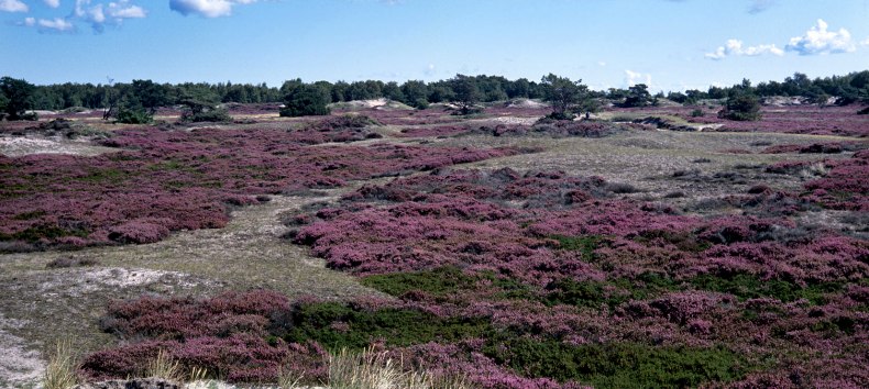 Heidebl&uuml;te auf Hiddensee, &copy; NPA Vorpommern