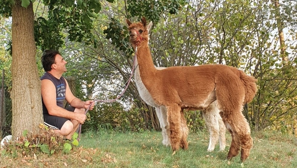 Erlebnishof Alpaka Ranch Ruhner Berge, © Erlebnishof Alpaka Ranch Ruhner Berge