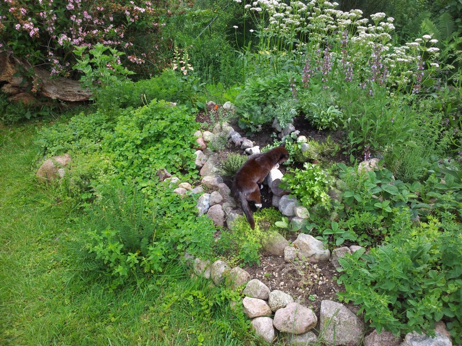 Diverse kruidenplanten met langstlevende kater, © Heike Voigt - Edle Tropfen Kräuterspezialitäten Diverse kruidenplanten met langstlevende kater, © Heike Voigt - Edle Tropfen Kräuterspezialitäten