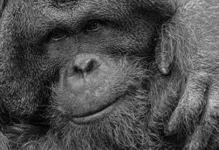 &copy; Lothar W&ouml;lfel