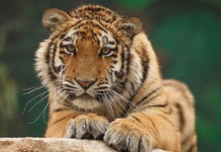 © Gerald Pfaff, Erlebnis- & Tigerpark Dassow © Gerald Pfaff, Erlebnis- & Tigerpark Dassow