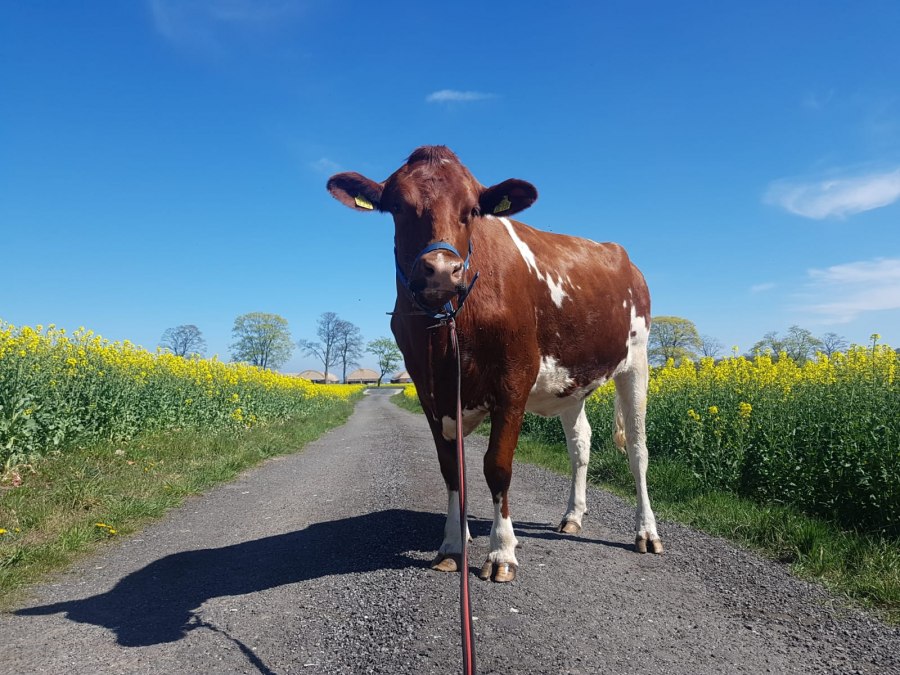 Kuh, &copy; Peeneland Agrar GmbH