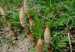 © Ackerschachtelhalm.jpg © Ackerschachtelhalm.jpg