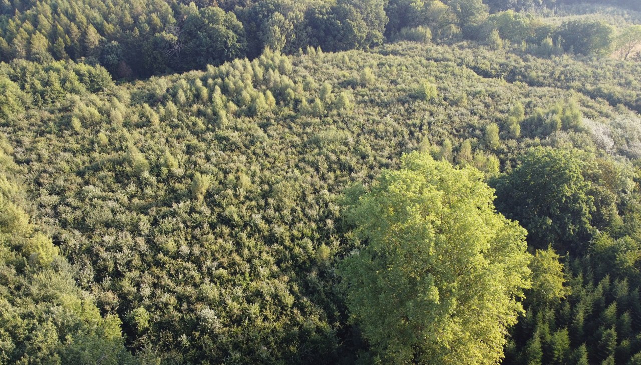 Klimawald Golchen, © Landesforst MV Klimawald Golchen, © Landesforst MV