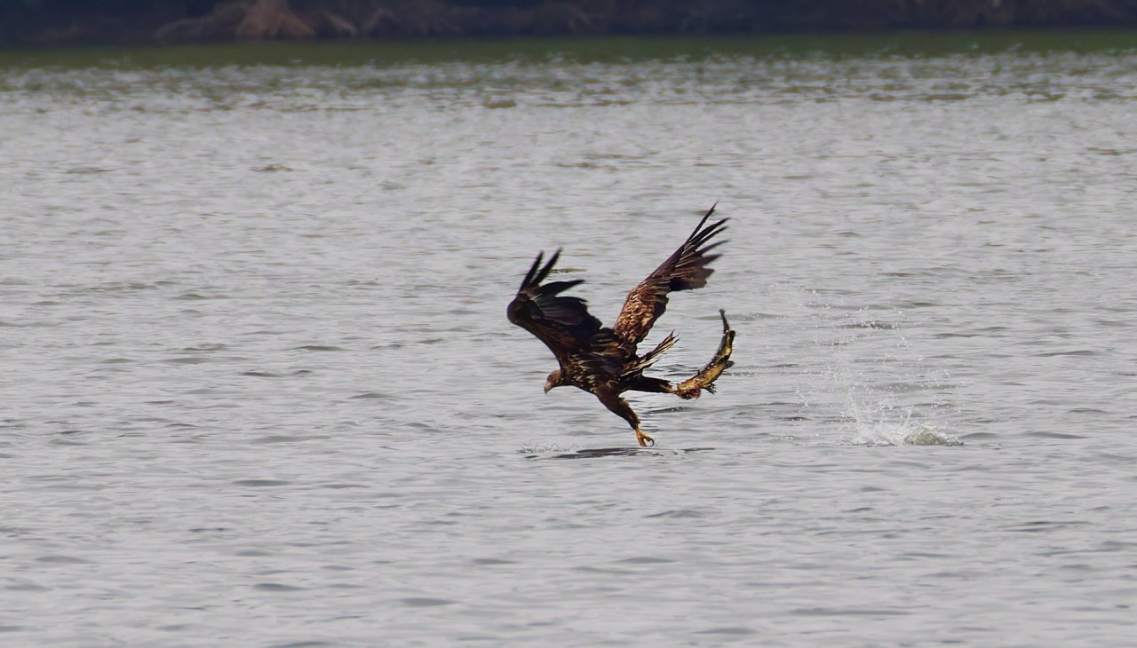 Seeadler mit Fisch, &copy; Anne Hecker