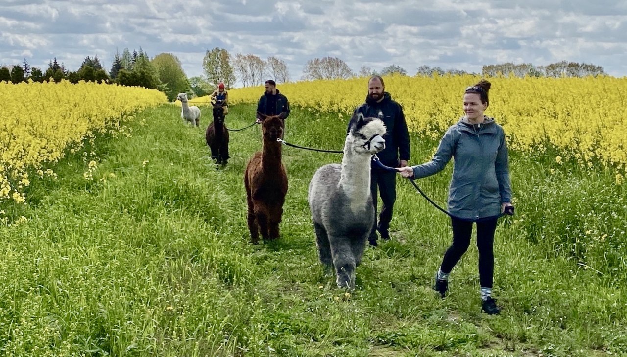 Alpaca wandeling met koolzaad in bloei, &copy; Alpaka Idylle