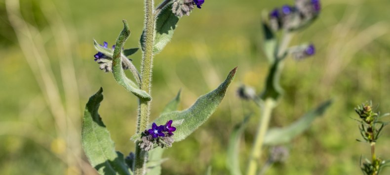 Bl&uuml;tenzauber // &copy; Lars Wehrmann