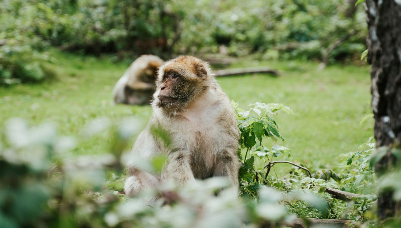 Affenwald Malchow, © 1000seen