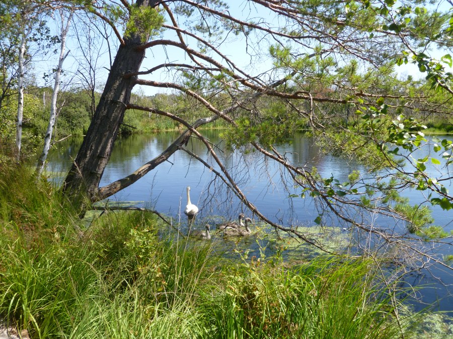 Moorsee, © Stadt Ribnitz Damgarten