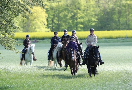 Wanderritt &uuml;ber gr&uuml;ne Wiesen am Waldesrand // &copy; MV-T/Pantel