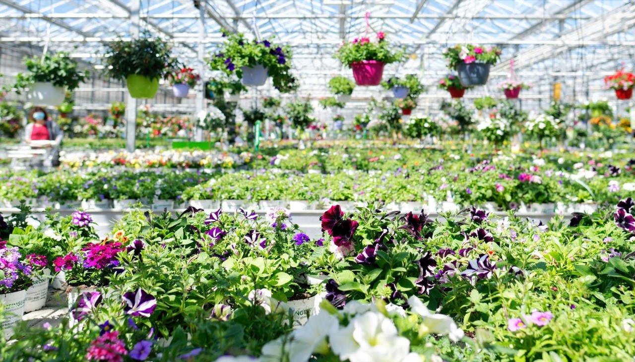 Beste Qualit&auml;t aus unserer eigenen G&auml;rtnerei, &copy; Gr&ouml;nfingers Rostock