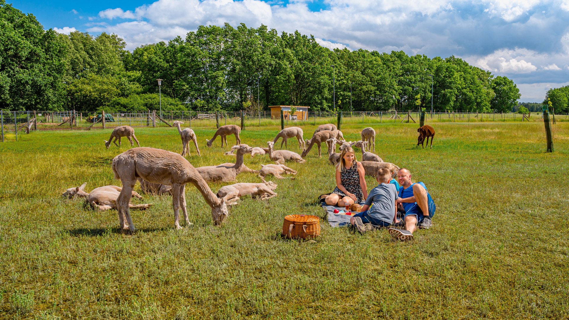 Auf Hof Birkenkamp gibt es einfach die perfekte Picknickwiese., &copy; TMV/Tiemann