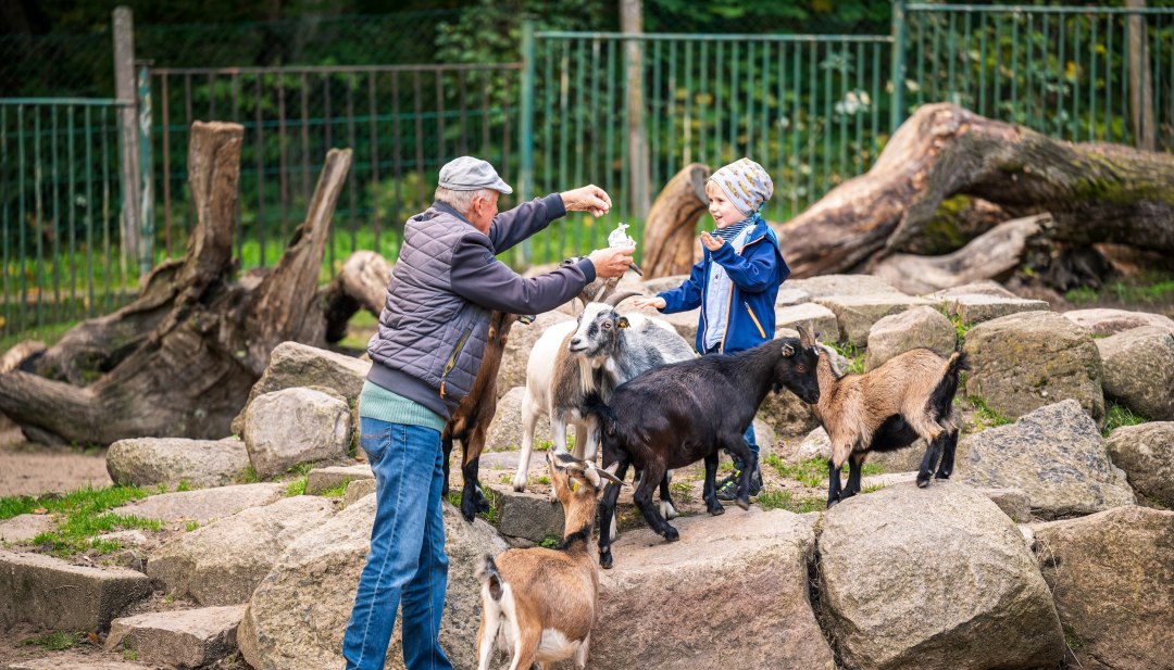 Opa en kleinzoon voeren samen dwerggeiten // Houd de voederzak vast! Met de dwerggeiten in dierentuin Neustrelitz // © MV-T/Tiemann Opa en kleinzoon voeren samen dwerggeiten