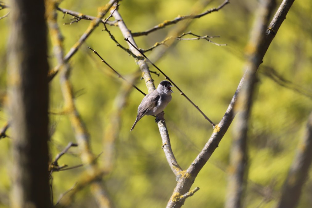 26-05-10 Vogelleben vor der Haust&uuml;r, GMZ, &copy; C