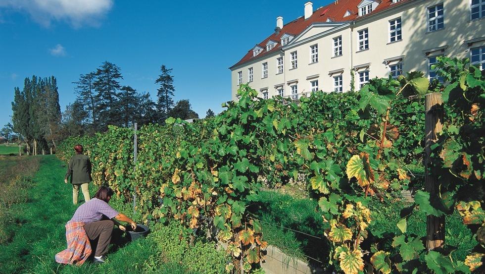 Zonnige wijngaard bij kasteel Rattey in het Mecklenburgse merengebied // © MV-T/Legrand Zonnige wijngaard bij kasteel Rattey in het Mecklenburgse merengebied // © MV-T/Legrand