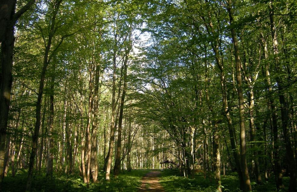 &copy; Biosph&auml;renreservatsamt S&uuml;dost-R&uuml;gen