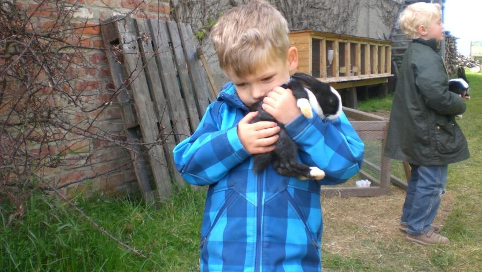 Hasen zum Streicheln // &copy; Ferienhof Poggendiek/Ro&szlig;mann