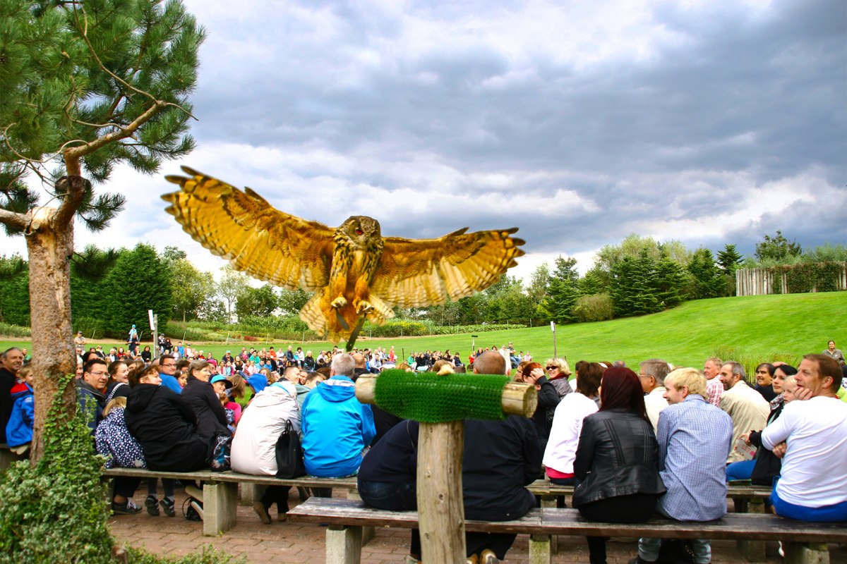 Oehoe in de luchtshow // &copy; @ Vogelpark Marlow