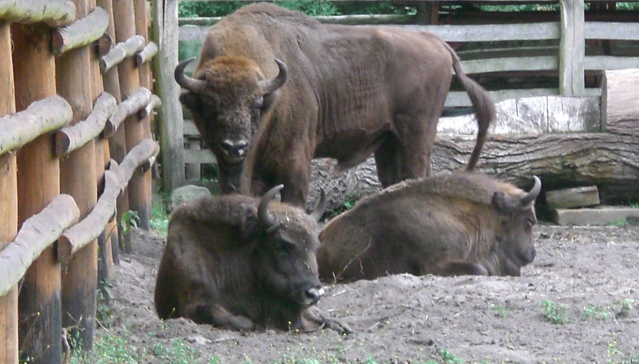 Wisent-Schaugehege, © Pomorze Zachodnie Wisent-Schaugehege, © Pomorze Zachodnie