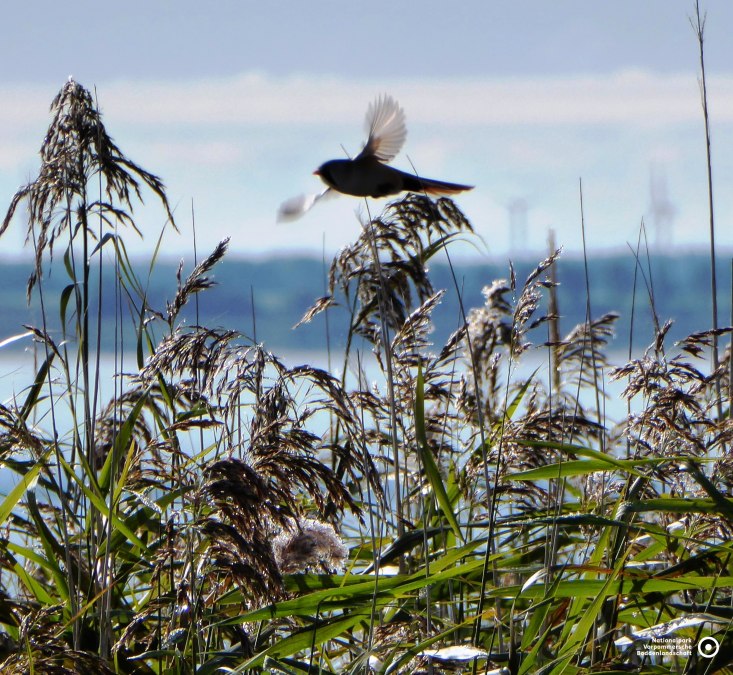 Bartmeise _Lucia Zust, © Nationalparkamt Vorpommern Bartmeise _Lucia Zust, © Nationalparkamt Vorpommern