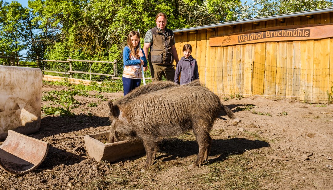 Finja, das zahme Wildschwein, war mal wieder ausgebüxt. Jetzt stärkt es sich am Sautrog., © TMV/Tiemann Finja, das zahme Wildschwein, war mal wieder ausgebüxt. Jetzt stärkt es sich am Sautrog und dahinter steht der Bauer.