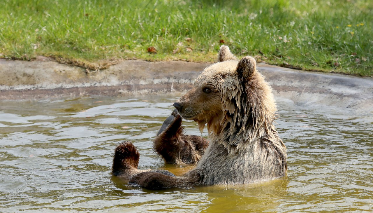 Braunb&auml;rin Luna beim Baden im B&Auml;RENWALD M&uuml;ritz, &copy; Thomas Oppermann