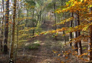 Wandelpad door een herfstig notendal // © D. Foitlänger, Biosphärenreservatsamt Schaalsee-Elbe Wandelpad door een herfstig notendal // © D. Foitlänger, Biosphärenreservatsamt Schaalsee-Elbe