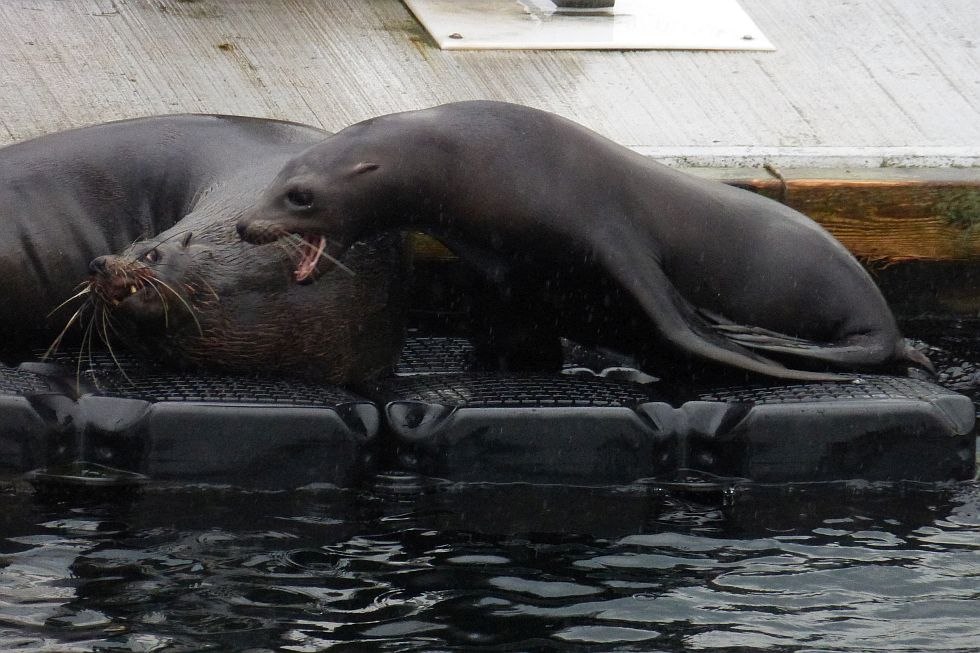 Zeehonden in het onderzoekscentrum, © A. Schulz Zeehonden in het onderzoekscentrum, © A. Schulz