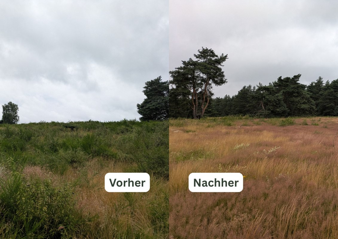 Gemeinsam schneiden wir den Ginster zurück und bewahren so diesen besonderen Lebensraum // © STUN.M-V Gemeinsam schneiden wir den Ginster zurück und bewahren so diesen besonderen Lebensraum // © STUN.M-V