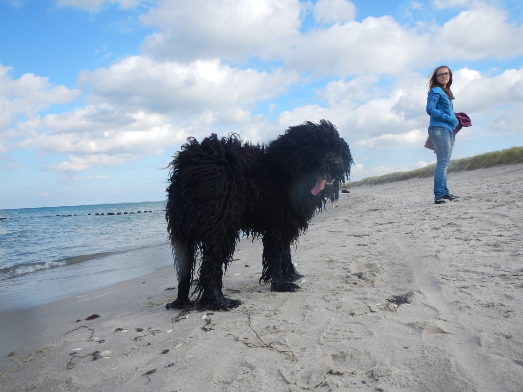 Hond op het strand in Dierhagen // &copy; Raimund Jennert