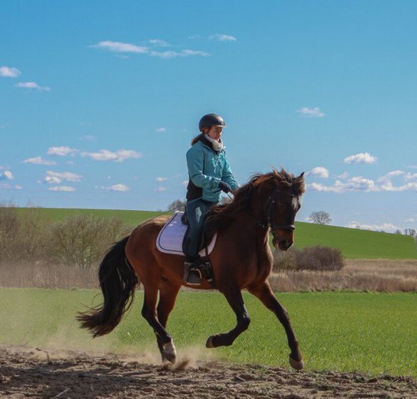 &copy; Pferdehof W&uuml;stgrabow