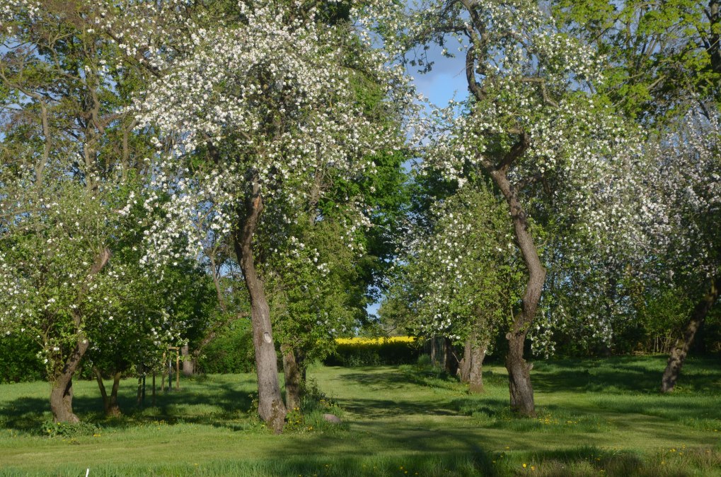 Der Garten hiner dem Gutshaus, © Annkatrin Rabe