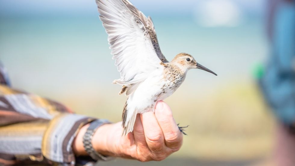 Vogels van dichtbij bewonderen // &copy; Liene Photografie Nadine Sorgenfried