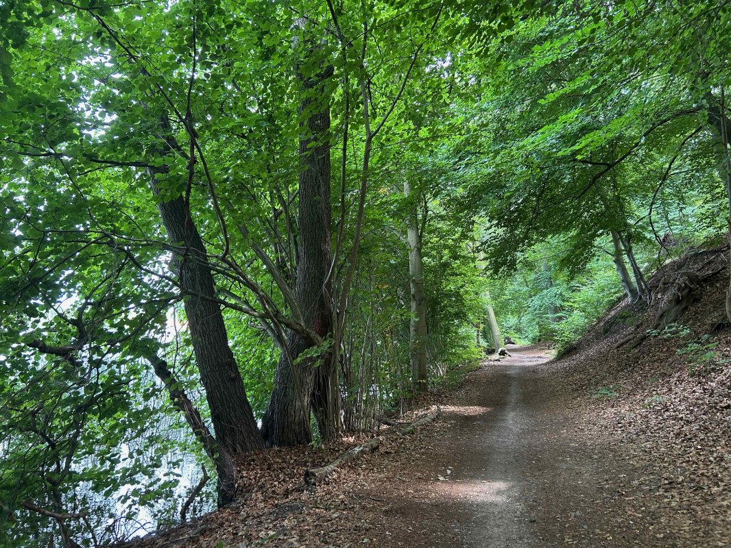 Waldweg am Schweriner See zwischen Zippendorf und Muess // © BUND-MV Waldweg am Schweriner See zwischen Zippendorf und Muess // © BUND-MV